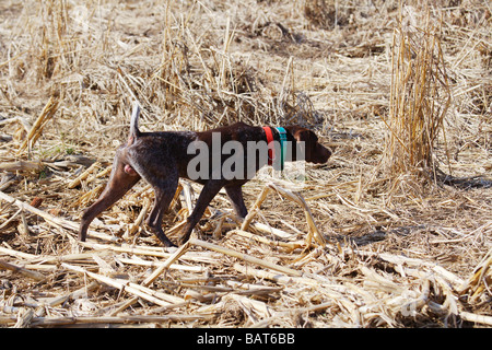 MALE GERMAN SHORT HAIRED POINTER ON CLASSIC POINT TRITRONICS DOG COLLAR GEORGIA Stock Photo