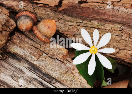 Sanguinaria canadensis, Bloodroot, and acorns form an early spring intimate landscape Stock Photo