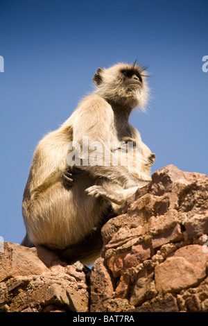 Grey Langur monkeys in Ranthambhore National Park, Rajasthan, India Stock Photo