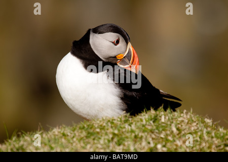 Atlantic puffin (Fratercula arctica) is a seabird seen on the coasts of the North Sea, here at Hermaness, Unst. Stock Photo