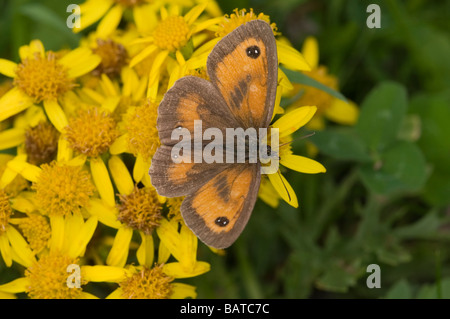gatekeeper butterfly, UK Stock Photo