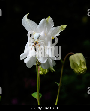 A crab spider (Misumena vatia) captures a bee in an aquilegia flower in a UK  garden. Picture by Jim Holden. Stock Photo