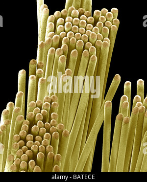 Toothbrush bristles, coloured scanning electronmicrograph (SEM). These bristles are designed to be used in tooth brushing. Stock Photo