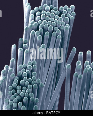 Toothbrush bristles, coloured scanning electronmicrograph (SEM). These bristles are designed to be used in tooth brushing. Stock Photo