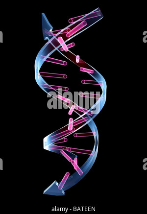 Unzipped DNA molecule, conceptual computer artwork. Stock Photo