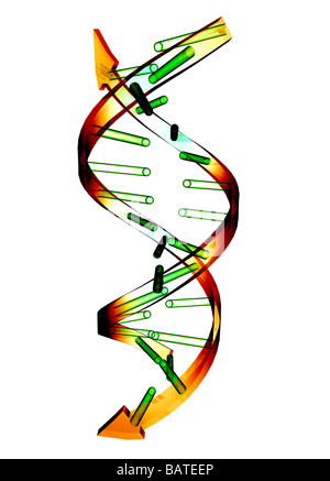 Unzipped DNA molecule, conceptual computer artwork. Stock Photo