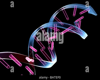 Unzipped DNA molecule, conceptual computer artwork. Stock Photo