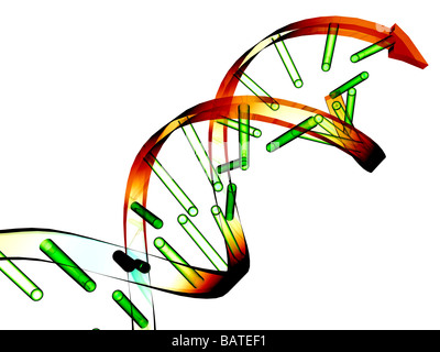 Unzipped DNA molecule, conceptual computer artwork. Stock Photo