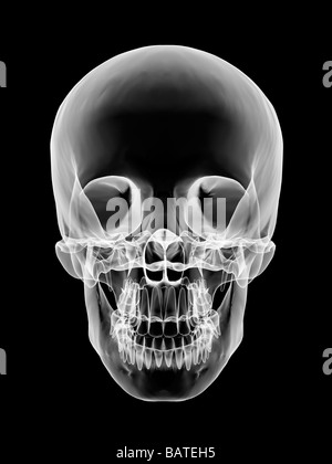 Human skull, computer X-ray artwork. Stock Photo