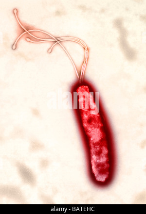 Helicobacter pylori bacterium, coloured transmission electron micrograph (TEM). Formerly known as Campylobacter pyloridis. Stock Photo