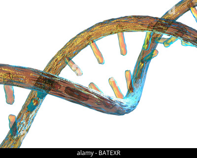 Unzipped DNA molecule, conceptual computer artwork. Stock Photo