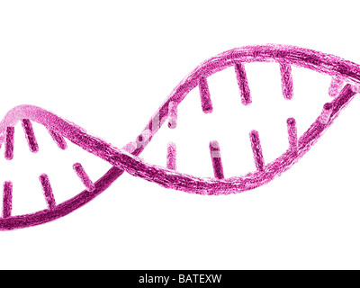 Unzipped DNA molecule, conceptual computer artwork. Stock Photo