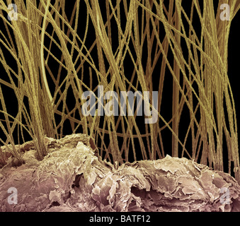 Dog hair, coloured scanning electron micrograph(SEM). Stock Photo