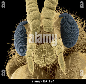 Fly head, coloured scanning electron micrograph. Close-up of head of a fly, showing itsshort antennae, between compound eyes Stock Photo