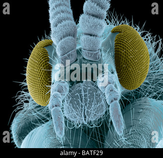 Fly head, coloured scanning electron micrograph. Close-up of head of a fly, showing itsshort antennae, between compound eyes Stock Photo