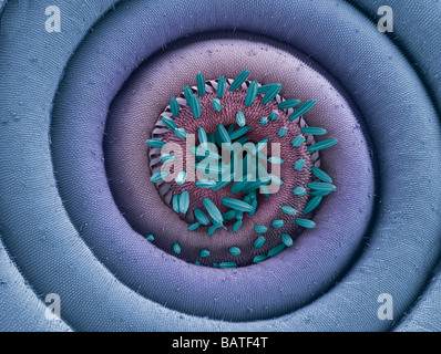 Moth proboscis. Coloured scanning electron micrograph (SEM) of the coiled proboscis of a moth (order Lepidoptera) Stock Photo