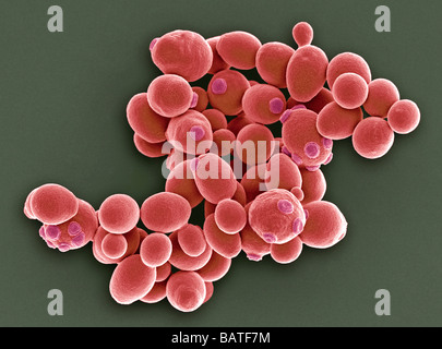 Yeast cells. Coloured scanning electron micrograph(SEM) of cells of brewer's yeast (Saccharomycescerevisiae). Stock Photo