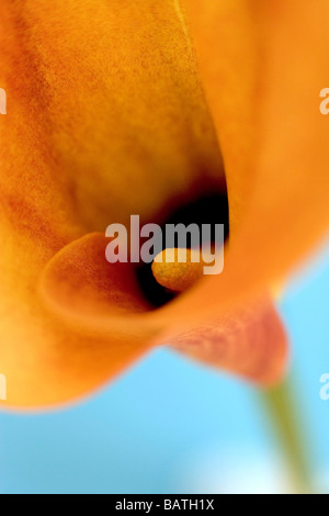 Arum lily (Zantedeschia sp.). Stock Photo