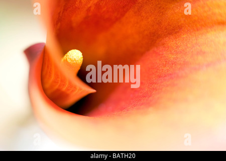 Arum lily (Zantedeschia sp.). Stock Photo