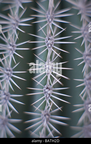Cactus spines. Stock Photo