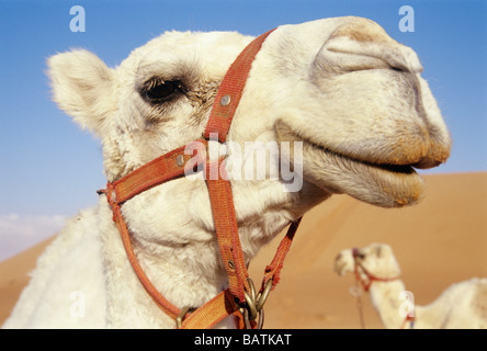 Camel (Camellus sp.). Photographed in the United Arab Emirates. Stock Photo