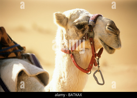 Camel (Camellus sp.). Photographed in the United Arab Emirates. Stock Photo