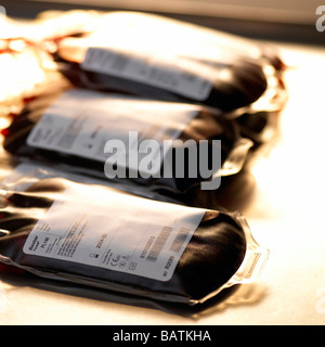 Blood bags labelled with barcodes. Donor blood is processed before use in patients. It is separated into its component parts. Stock Photo