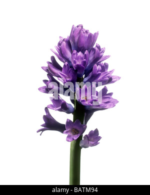 Hyacinth (Hyacinthus sp.) flowers. Stock Photo