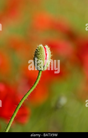 Corn poppy bud, close-up Stock Photo