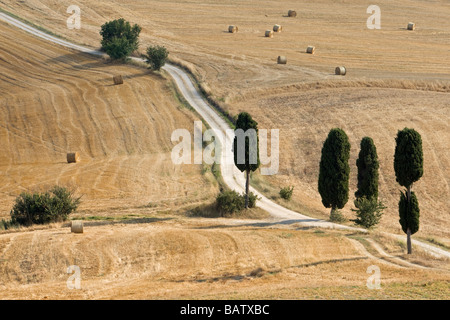 Italy, Tuscany, Cypress alley across Corn fields Stock Photo