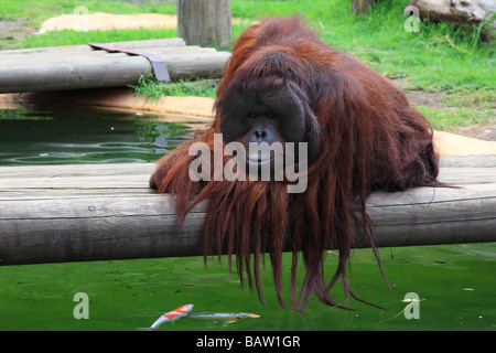 Orangutan Los Palmitos Park Gran Canaria Spain Europe Stock Photo