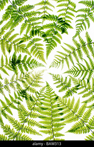 Fern fronds pattern on a white background Stock Photo