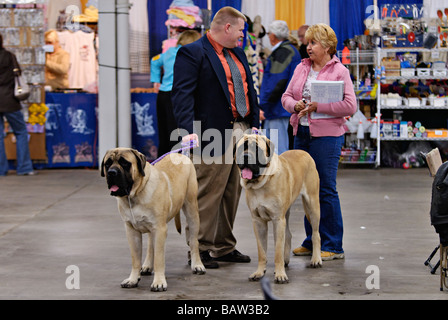 Woman Talking to Man Holding leashes to Two Mastiffs at Louisville Kennel Club Dog Show in Louisville Kentucky Stock Photo