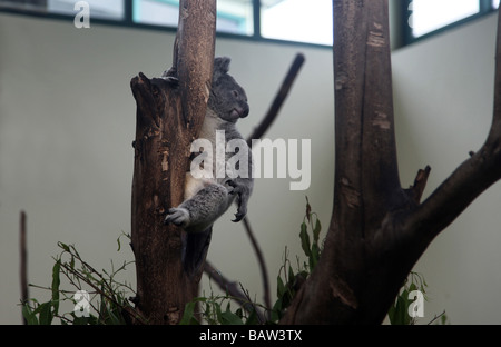 A wild cute koala with grey fur is sitting on the trunk of a tree looking around in the zoo in his cage behind a glass window Stock Photo