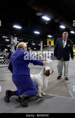 Clumber Spaniel being Shown in the Show Ring at the Louisville Dog Show in Louisville Kentucky Stock Photo