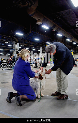 Clumber Spaniel being Examined by the Judge in the Show Ring at the Louisville Dog Show in Louisville Kentucky Stock Photo