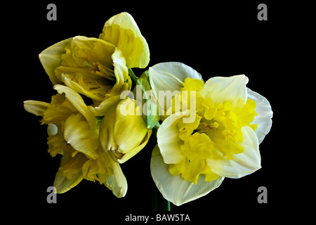 Yellow and White Jonquil Flowers on a Black Background Stock Photo