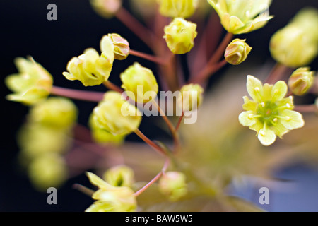 Closeup of blooming Acer platanoides tree flowers Stock Photo