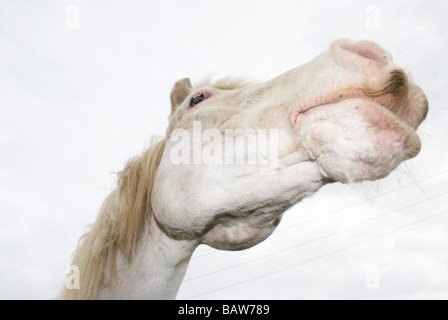 White horse pulling a funny face against a cloudy sky Stock Photo