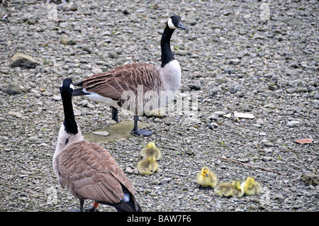 Canadian Geese with chicks mum and dad on river bed, Thames, London, UK Stock Photo