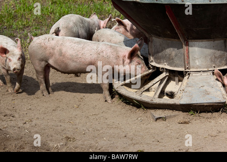 Piglets pigs feeding from a feeder on an organic pig farm near Witzwil, Switzerland. Stock Photo