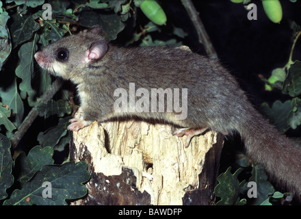 Mammals;Fat or Edible Dormouse;'Glis glis';Male sitting on tree stump. Stock Photo