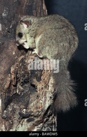 Mammals;Fat or Edible Dormouse;'Glis glis';Male sitting on tree stump. Stock Photo