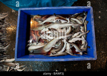 Baby Sharks in the Crawford Fish Market in Mumbai India Stock Photo