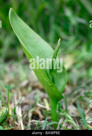 Adderstongue Fern Ophioglossum vulgatum. North Downs, Kent, England, UK. Stock Photo