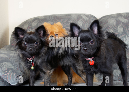 Adult pomeranian & their (black) crossed pups Stock Photo