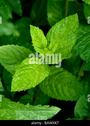 MINT PLANT GROWING IN VEGETABLE GARDEN ( SPEARMINT MENTA SPICATA) Stock Photo