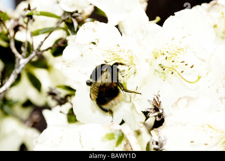 Bumble bee pollen collecting from an Azalea Stock Photo