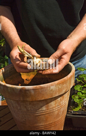 Man person gardener holding planting summer lily bulbs and clay terracotta pot Close up England UK United Kingdom GB Great Britain Stock Photo