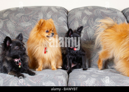 Adult pomeranians & their (black) crossed pups Stock Photo